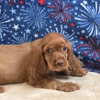 Kodi, a male Cocker Spaniel for sale in West Plains, MO – 2 of 10