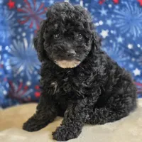Olsen, a male Poodle - Toy  for sale in West Plains, MO – 1 of 10