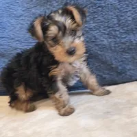 Luka, a male Yorkshire Terrier for sale in West Plains, MO – 2 of 7