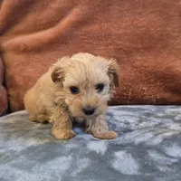 Biscuit, a male Yorkipoo for sale in West Plains, MO – 2 of 6
