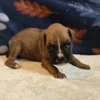 Pearl, a female Boxer for sale in West Plains, MO – 3 of 5