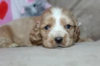 processed/f773a453-78cb-4583-a013-593187e16071/listing/7873bb71-7fd4-49c2-b066-dfe070f5745e/2894b2ff-77f6-4845-aa8e-e960655cc595