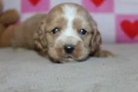 processed/f773a453-78cb-4583-a013-593187e16071/listing/7873bb71-7fd4-49c2-b066-dfe070f5745e/a15a02a2-213b-409a-af72-0ac5dcc9a15c