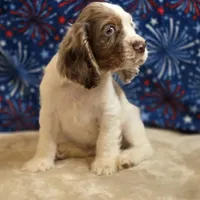 Mannie, a male Cocker Spaniel for sale in West Plains, MO – 7 of 7