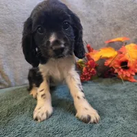 Buffy, a female Cocker Spaniel for sale in West Plains, MO – 2 of 6