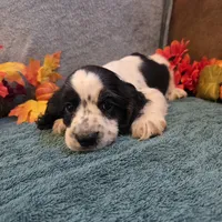 Axel, a male Cocker Spaniel for sale in West Plains, MO – 2 of 6