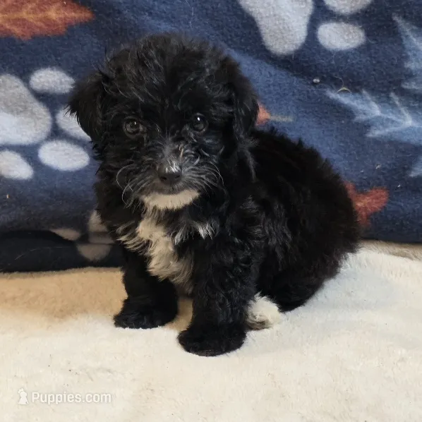 Diva – Yorkipoo, Poodle - Toy  puppy for sale in West Plains, MO