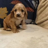 Pebbles, a female Cocker Spaniel for sale in West Plains, MO – 2 of 6