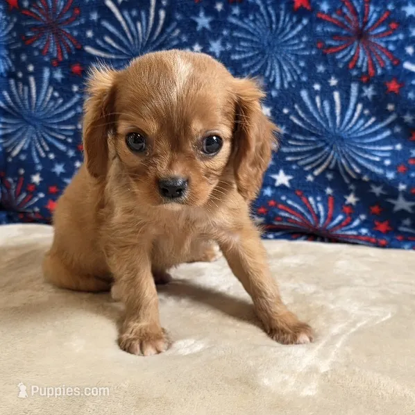 Rugby – Cavalier King Charles Spaniel puppy for sale in West Plains, MO