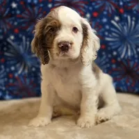 Mannie, a male Cocker Spaniel for sale in West Plains, MO – 5 of 7