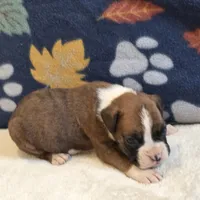 Ranger, a male Boxer for sale in West Plains, MO – 2 of 5
