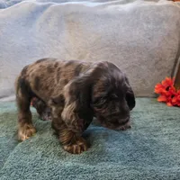 Jagger, a male Cocker Spaniel for sale in West Plains, MO – 2 of 6