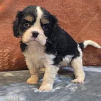 Charlie, a male Cavalier King Charles Spaniel for sale in West Plains, MO – 3 of 6