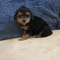 Buttons, a male Poodle - Toy  for sale in West Plains, MO – 2 of 7