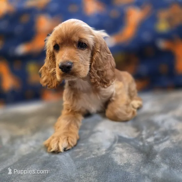 Peaches  – Cocker Spaniel puppy for sale in West Plains, MO