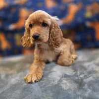 Peaches , a female Cocker Spaniel for sale in West Plains, MO – 1 of 10