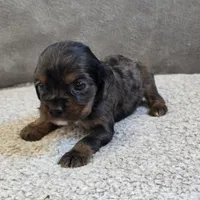 Star, a female Cocker Spaniel for sale in West Plains, MO – Photo 2 of 2