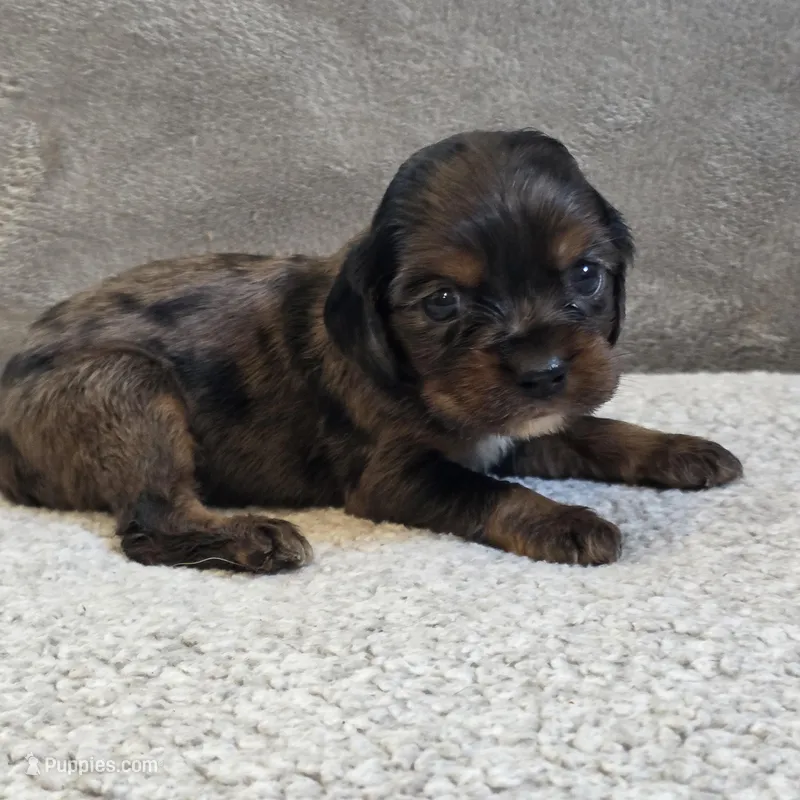 Star – Cocker Spaniel puppy for sale in West Plains, MO