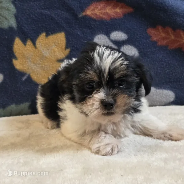 Vega – Shorkie puppy for sale in West Plains, MO