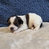 Clover, a female Shorkie for sale in West Plains, MO – 3 of 7