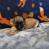 Jetta, a female Shih Tzu for sale in West Plains, MO – 2 of 6