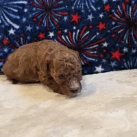 Veto , a male Poodle - Toy  for sale in West Plains, MO – 2 of 7