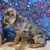Star, a female Cocker Spaniel for sale in West Plains, MO – 2 of 6