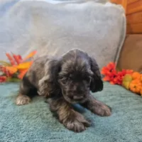 Jagger, a male Cocker Spaniel for sale in West Plains, MO – 1 of 6