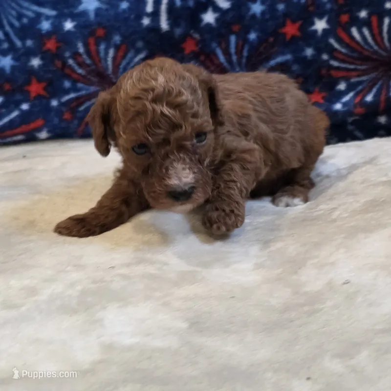 Veto  – Poodle - Toy  puppy for sale in West Plains, MO