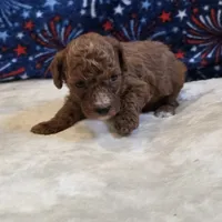 Veto , a male Poodle - Toy  for sale in West Plains, MO – 1 of 7