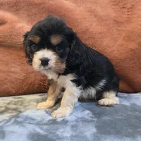 Marty, a male Cavalier King Charles Spaniel for sale in West Plains, MO – 5 of 6