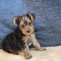 Luka, a male Yorkshire Terrier for sale in West Plains, MO – 7 of 7