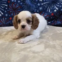 Will, a male Cavalier King Charles Spaniel for sale in West Plains, MO – 1 of 7