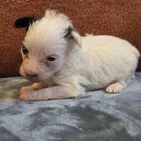Puddin, a female Yorkipoo for sale in West Plains, MO – 4 of 5