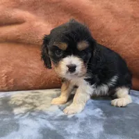 Marty, a male Cavalier King Charles Spaniel for sale in West Plains, MO – 3 of 6