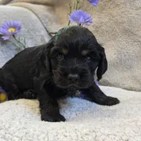 Amos, a male Cocker Spaniel for sale in West Plains, MO – 2 of 5