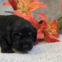 Amos, a male Cocker Spaniel for sale in West Plains, MO – 5 of 5