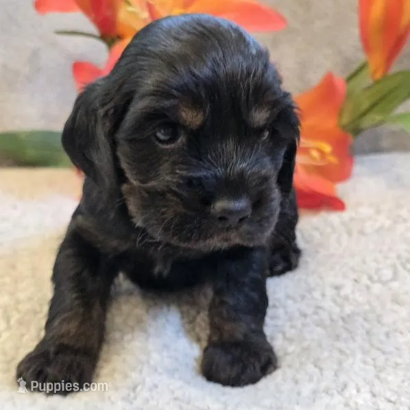 Amos – Cocker Spaniel puppy for sale in West Plains, MO