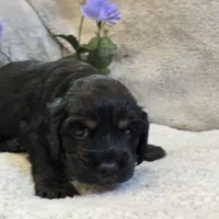 Amos, a male Cocker Spaniel for sale in West Plains, MO – 4 of 5