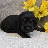 Amos, a male Cocker Spaniel for sale in West Plains, MO – 3 of 5