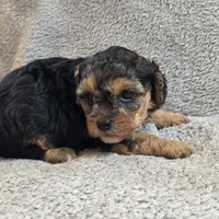 Elsa, a female Poodle - Toy  for sale in West Plains, MO – Photo 2 of 5