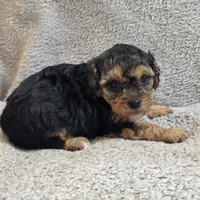 Elsa, a female Poodle - Toy  for sale in West Plains, MO – Photo 5 of 5