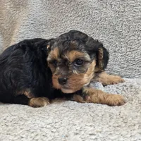 Elsa, a female Poodle - Toy  for sale in West Plains, MO – Photo 3 of 5