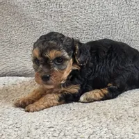 Elsa, a female Poodle - Toy  for sale in West Plains, MO – Photo 4 of 5