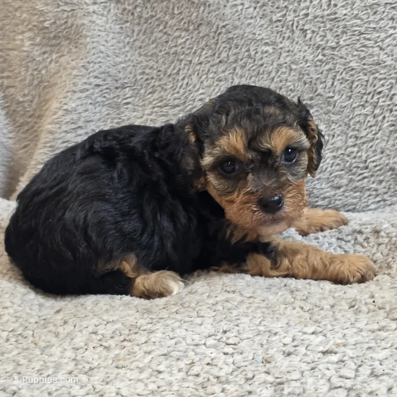 Elsa – Poodle - Toy  puppy for sale in West Plains, MO