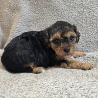 Elsa, a female Poodle - Toy  for sale in West Plains, MO – Photo 1 of 5