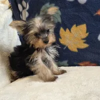 Queen, a female Yorkshire Terrier for sale in West Plains, MO – 7 of 10