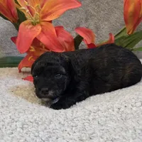 Patty, a female Poodle - Toy  for sale in West Plains, MO – 4 of 4