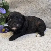 Patty, a female Poodle - Toy  for sale in West Plains, MO – 3 of 4