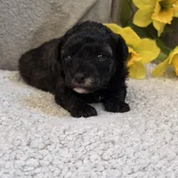 Patty, a female Poodle - Toy  for sale in West Plains, MO – 1 of 4